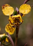 Diuris pardina Leopard orchid 2